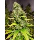 WHITE ISLAND * KIWISEEDS 10 SEMI REG 