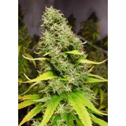 WHITE ISLAND * KIWISEEDS 10 SEMI REG 