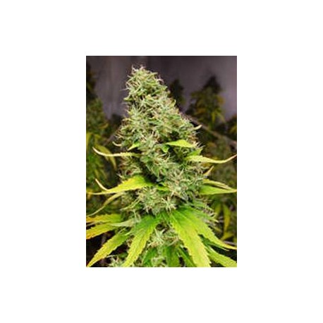 WHITE ISLAND * KIWISEEDS 10 SEMI REG 