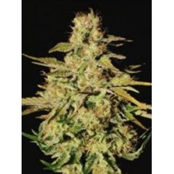 JACKY WHITE * PARADISE SEEDS FEMINIZED 3 SEMI