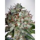 BIG BUD XXL * MINISTRY SEEDS 5 SEMI FEM