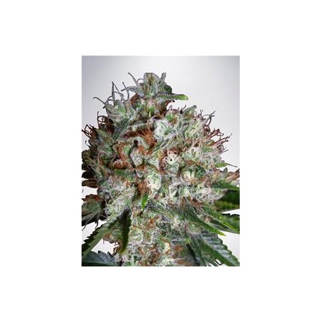 BIG BUD XXL * MINISTRY SEEDS 5 SEMI FEM