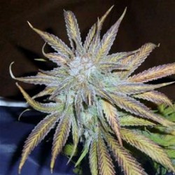 BLUE MYSTIC * NIRVANA FEMINIZED 10 SEMI