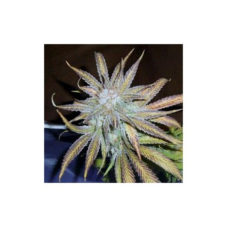 BLUE MYSTIC * NIRVANA FEMINIZED 10 SEMI