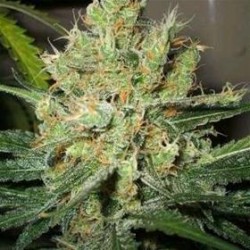 PURE POWER PLANT * NIRVANA FEMINIZED 10 SEMI 