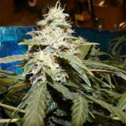 AUTO SHORT RIDER * NIRVANA FEMINIZED 10 SEMI 