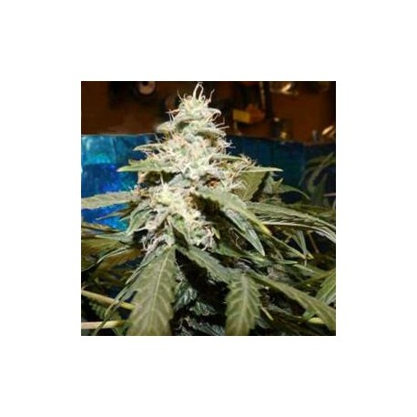 AUTO SHORT RIDER * NIRVANA FEMINIZED 10 SEMI 