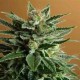 SNOW WHITE * NIRVANA FEMINIZED 10 SEMI