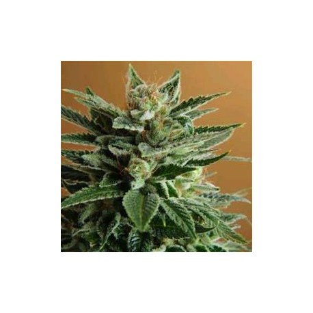 SNOW WHITE * NIRVANA FEMINIZED 10 SEMI