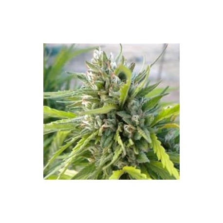 WHITE RHINO * NIRVANA FEMINIZED 10 SEMI 