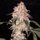 AURORA INDICA * NIRVANA FEMINIZED 5 SEMI FEM