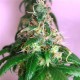 CHRYSTAL * NIRVANA FEMINIZED 5 SEMI