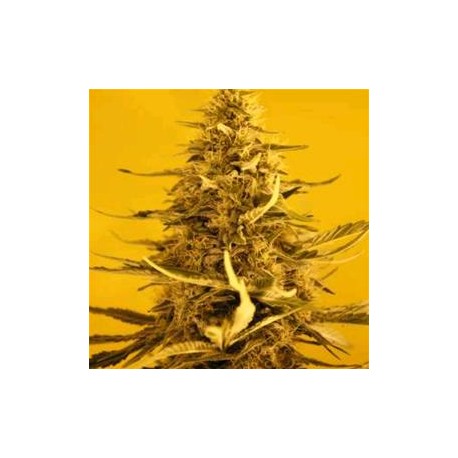 WHITE WIDOW * NIRVANA FEMINIZED 5 SEMI 