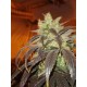 SPOETNIK #1 * PARADISE SEEDS FEMINIZED 3 SEMI 