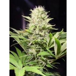 WAPPA * PARADISE SEEDS FEMINIZED 10 SEMI 