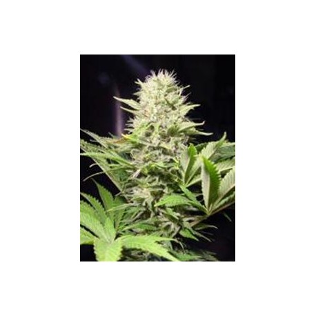 WAPPA * PARADISE SEEDS FEMINIZED 10 SEMI 