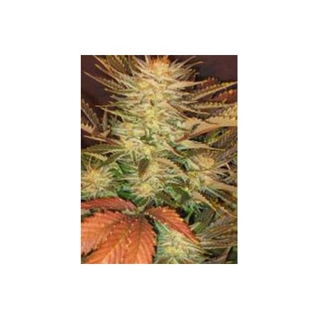 ICE CREAM * PARADISE SEEDS FEMINIZED 3 SEMI