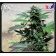 BLUE RHINO * POSITRONICS FEMINIZED 3 SEMI