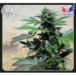 BLUE RHINO * POSITRONICS FEMINIZED 3 SEMI