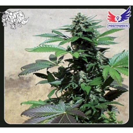 BLUE RHINO * POSITRONICS FEMINIZED 3 SEMI