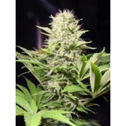 WAPPA * PARADISE SEEDS FEMINIZED 3 SEMI