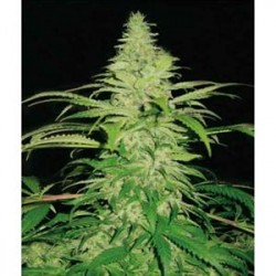 NORTHERN LIGHTS * PYRAMID SEEDS 5 SEMI FEM 