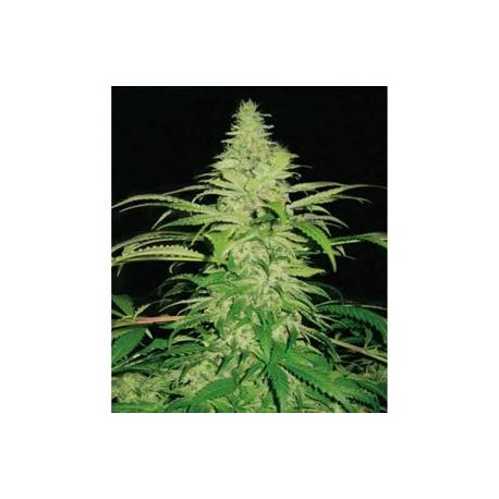 NORTHERN LIGHTS * PYRAMID SEEDS 5 SEMI FEM 