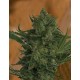 CRITICAL HAZE * RESIN SEEDS FEMINIZED 10 SEMI