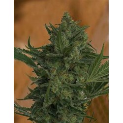 CRITICAL HAZE * RESIN SEEDS FEMINIZED 10 SEMI