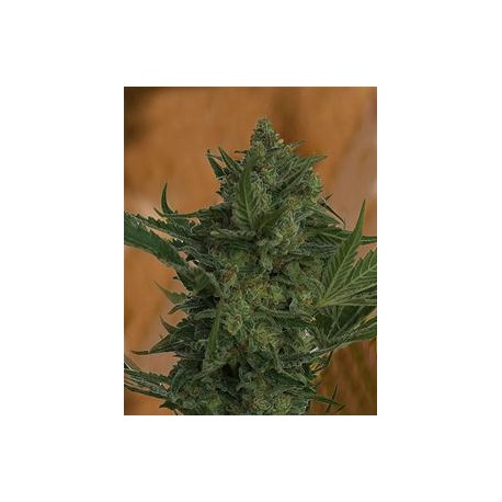 CRITICAL HAZE * RESIN SEEDS FEMINIZED 10 SEMI