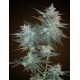 L.A. ULTRA * RESIN SEEDS FEMINIZED 10 SEMI 