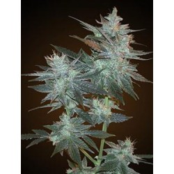 L.A. ULTRA * RESIN SEEDS FEMINIZED 10 SEMI 