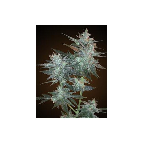 L.A. ULTRA * RESIN SEEDS FEMINIZED 10 SEMI 