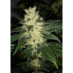 SOUR P * RESIN SEEDS FEMINIZED 10 SEMI 