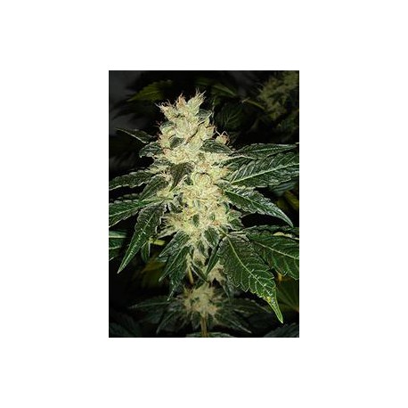 SOUR P * RESIN SEEDS FEMINIZED 10 SEMI 