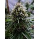 YUMMY * RESIN SEEDS FEMINIZED 10 SEMI 