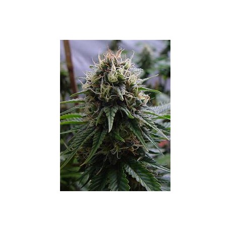 YUMMY * RESIN SEEDS FEMINIZED 10 SEMI 