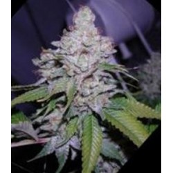 WHITE BERRY * PARADISE SEEDS FEMINIZED 3 SEMI 