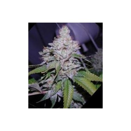 WHITE BERRY * PARADISE SEEDS FEMINIZED 3 SEMI 