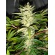 CANNATONIC * RESIN SEEDS FEMINIZED 3 SEMI 