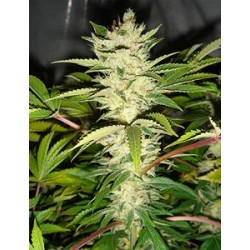 CANNATONIC * RESIN SEEDS FEMINIZED 3 SEMI 