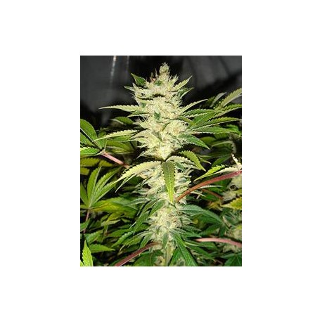 CANNATONIC * RESIN SEEDS FEMINIZED 3 SEMI 