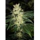 SOUR P * RESIN SEEDS FEMINIZED 3 SEMI 