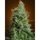 DELAHAZE * PARADISE SEEDS FEMINIZED 5 SEMI 
