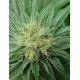 BUBBLICIOUS * RESIN SEEDS REGULAR 10 SEMI 