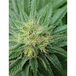 BUBBLICIOUS * RESIN SEEDS REGULAR 10 SEMI 