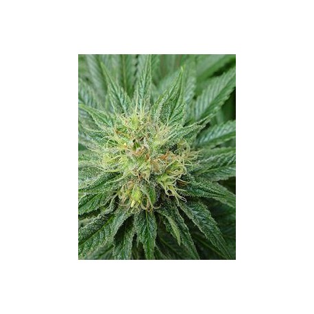 BUBBLICIOUS * RESIN SEEDS REGULAR 10 SEMI 