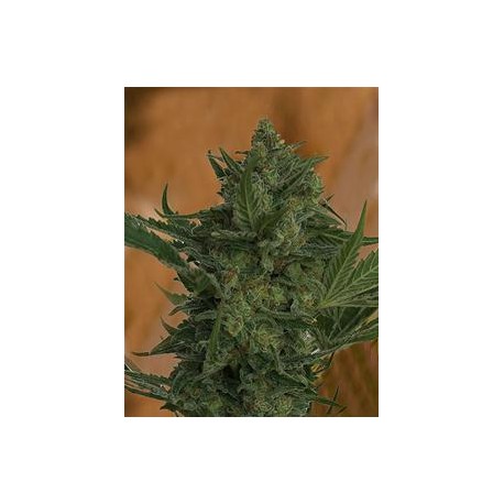 CRITICAL HAZE * RESIN SEEDS REGULAR 10 SEMI 