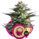 AMNESIA HAZE * ROYAL QUEEN SEEDS 3 SEMI FEM 