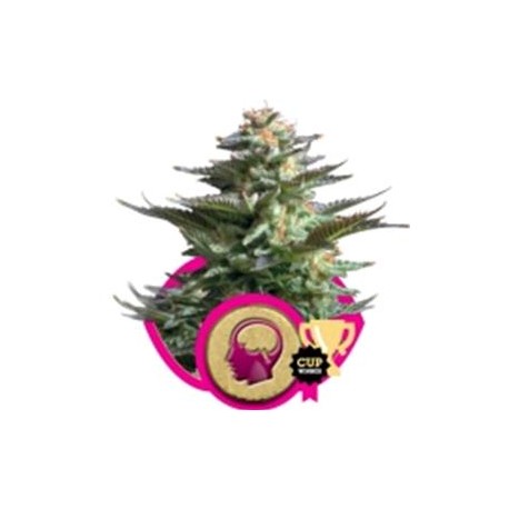 AMNESIA HAZE * ROYAL QUEEN SEEDS 3 SEMI FEM 